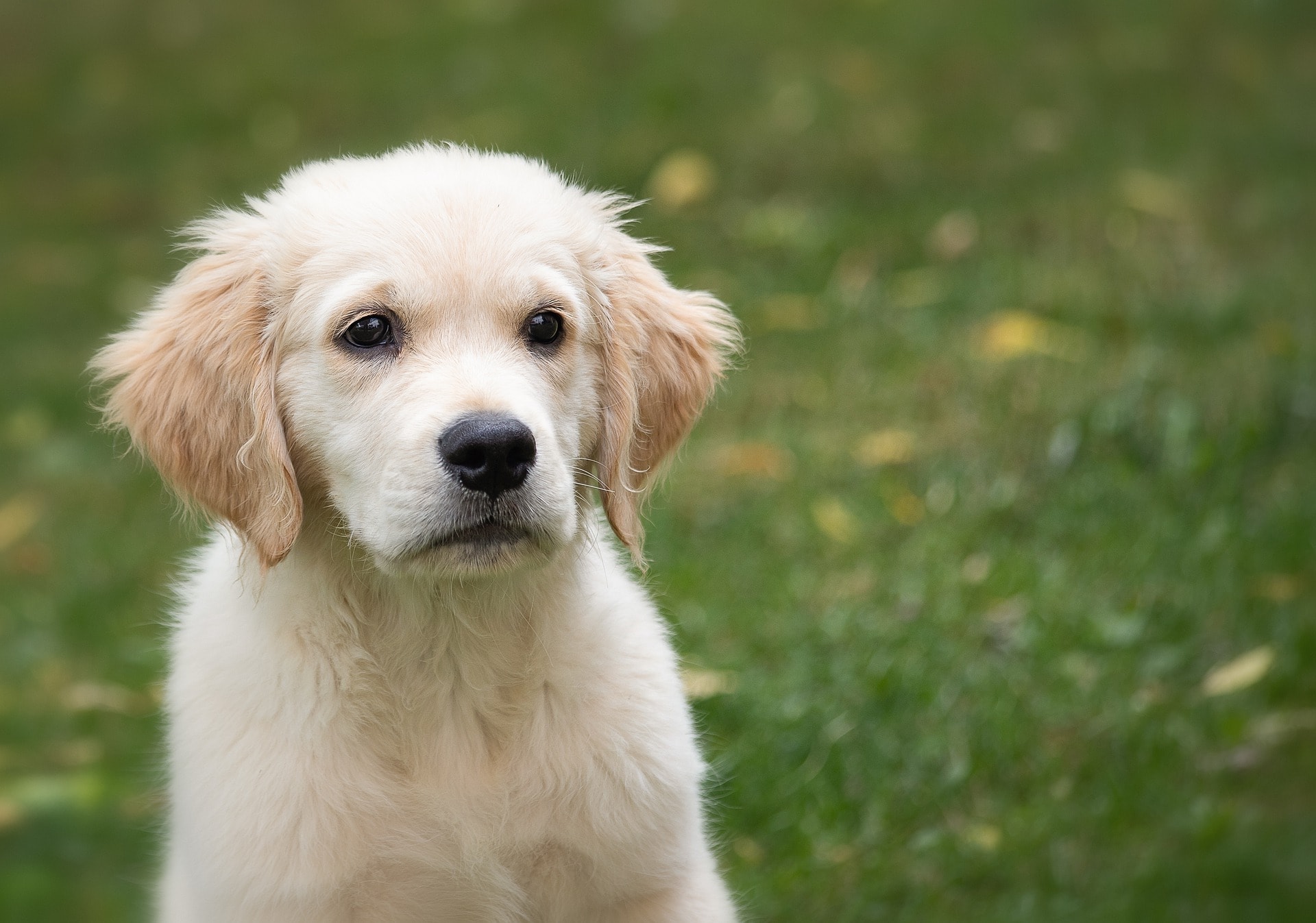 18 Gründe, Ihren Hund zu versichern oder nicht
