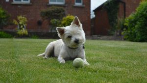 Hund liegt mit Tennisball im Garten