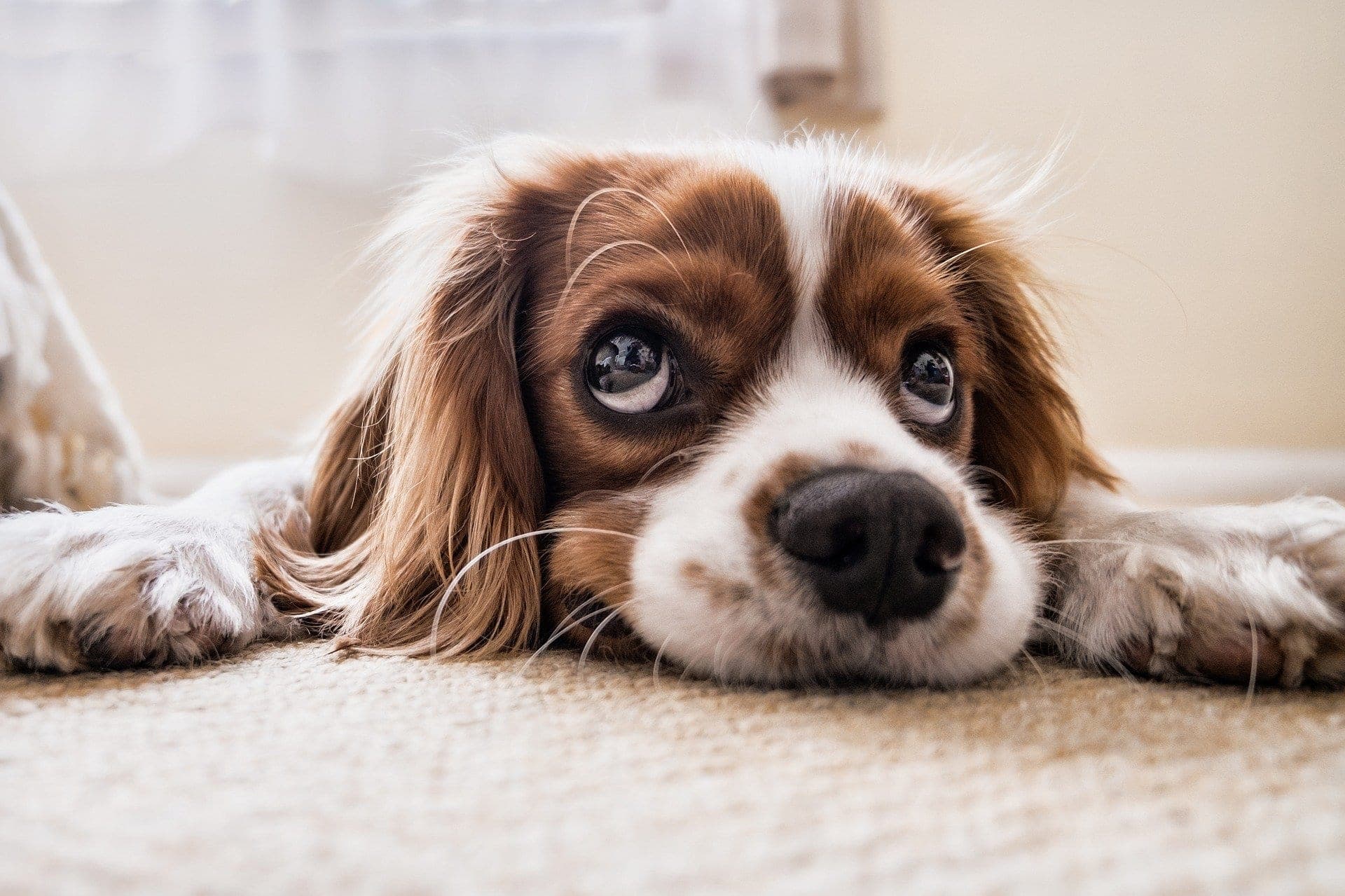 Milben beim Hund: Symptome erkennen und behandeln
