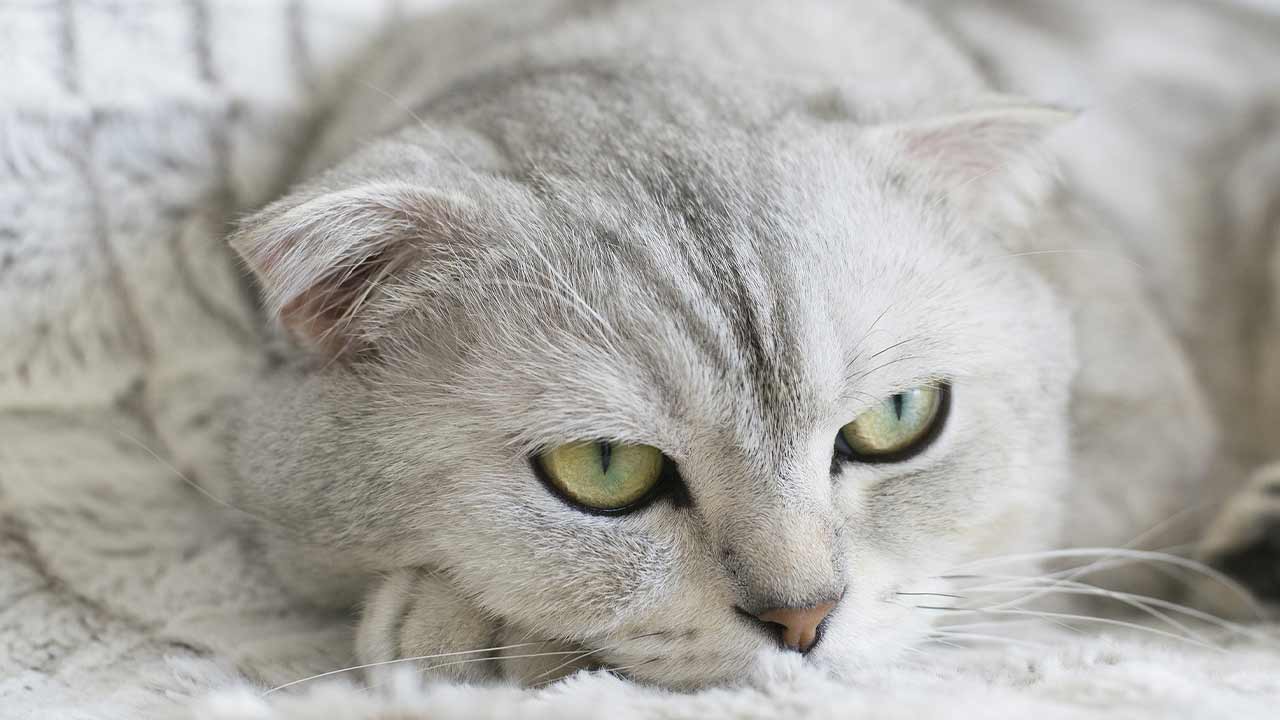 Weiße Katze liegt auf Decke