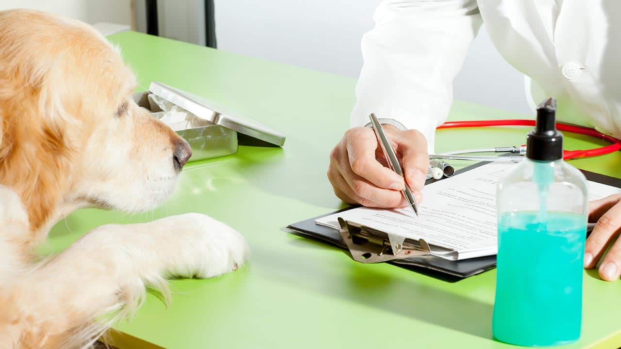 Hund schaut beim Formular ausfüllen zu