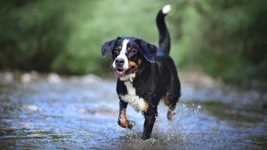 Hund läuft durch Fluss