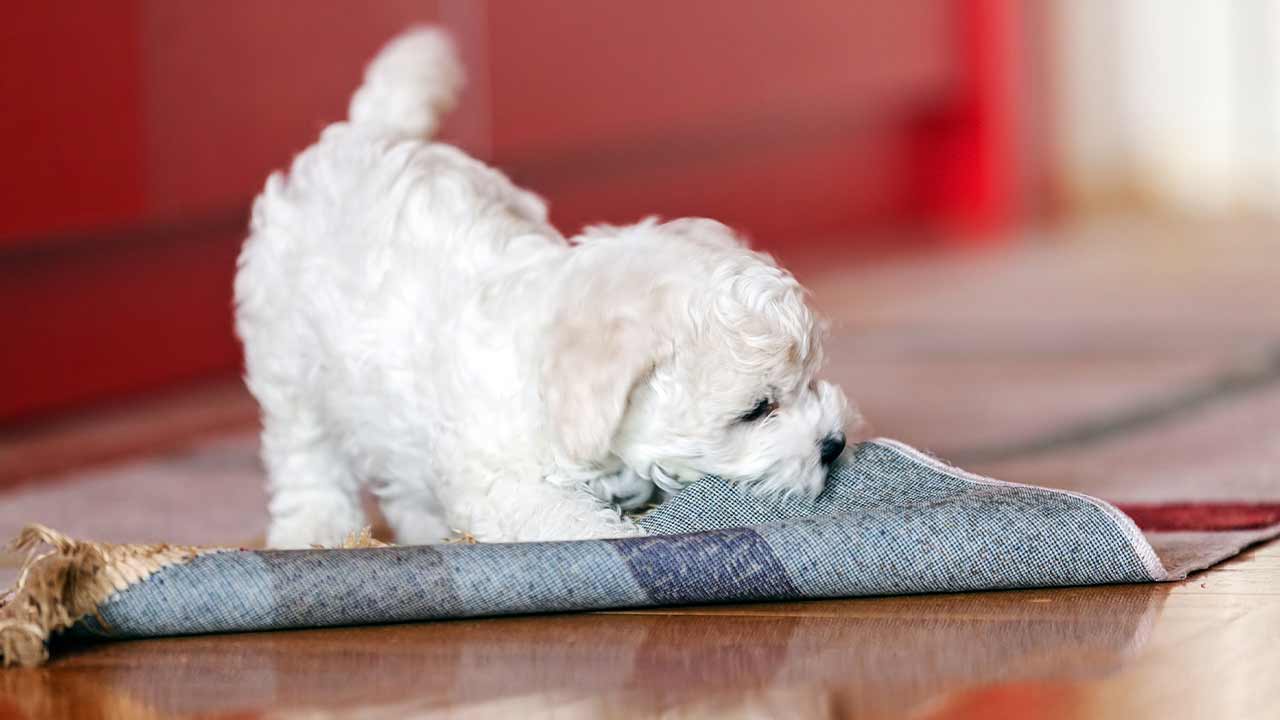 Kleiner weißer Hund beißt in Teppich