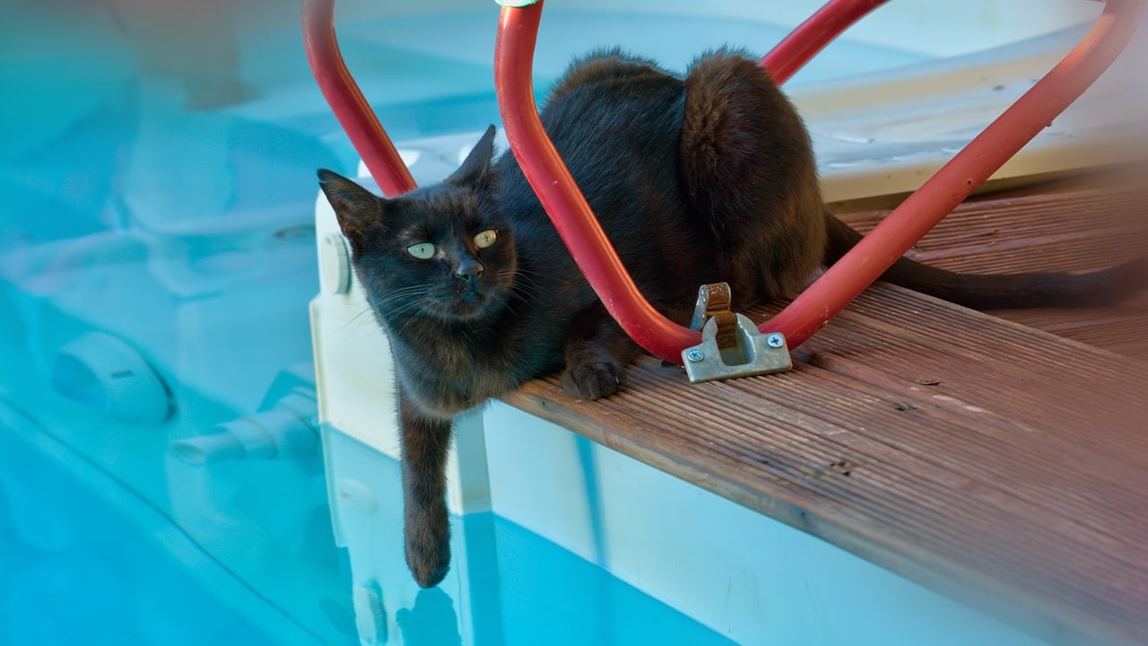 Auf welche Faktoren Sie als Kunde bei der Auswahl bei Fischöl für katzen achten sollten