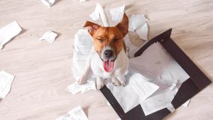 Hund freut sich auf zerfetztem Papier