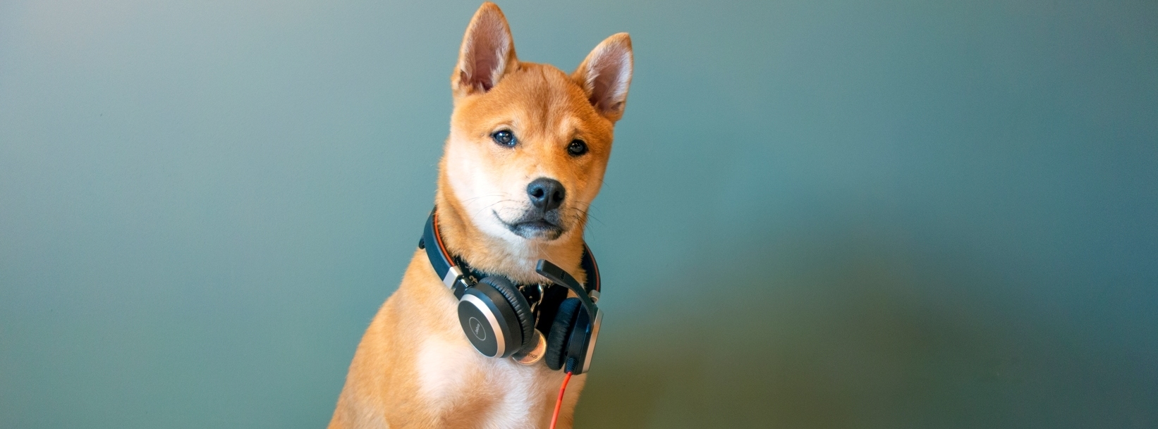 Hund mit Kopfhörern um den Hals