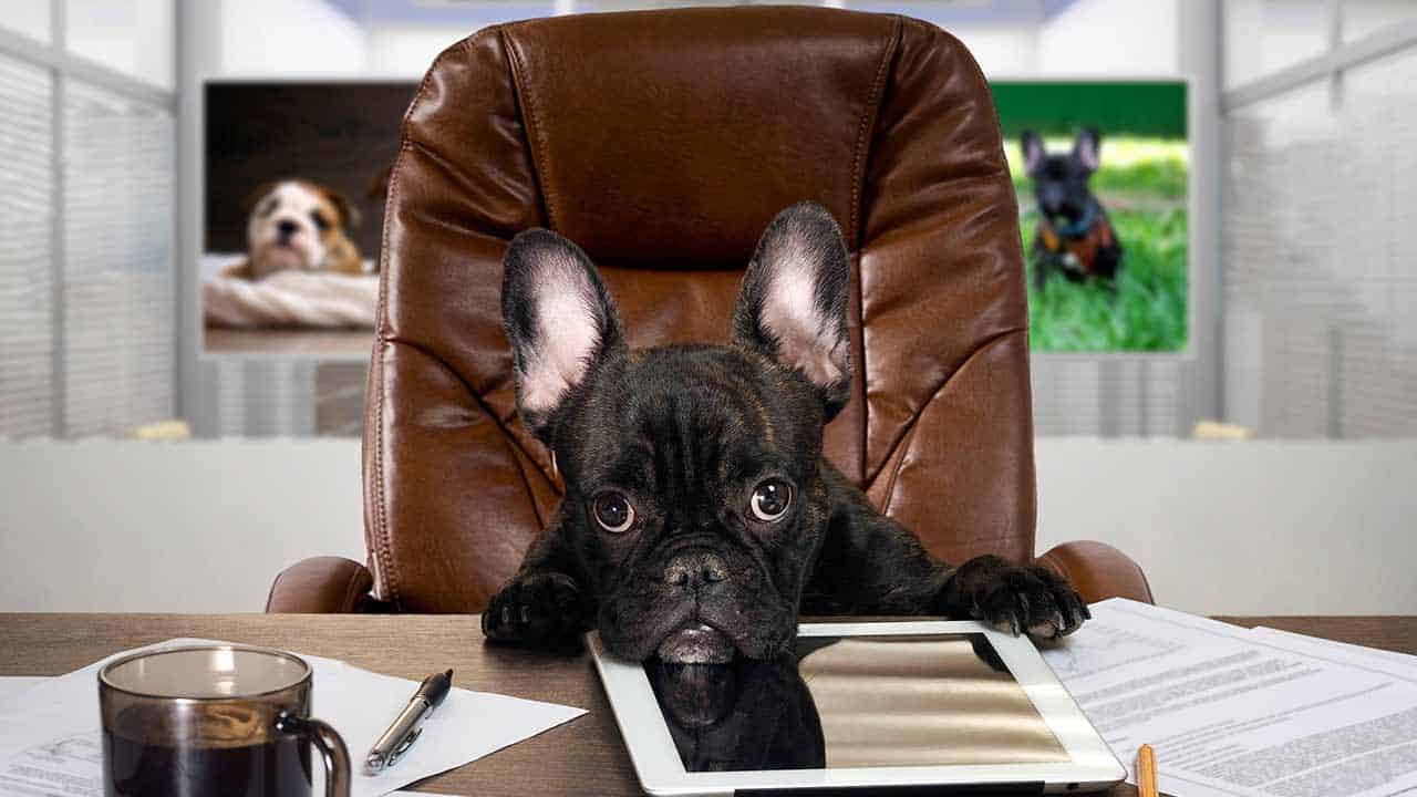 Hund sitzt auf Bürostuhl