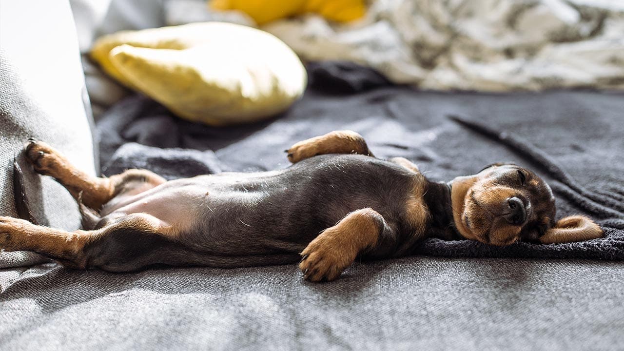 Hund liegt auf dem Rücken auf einer Decke