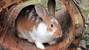 Kaninchen sitzt in ausgehöhltem Baum