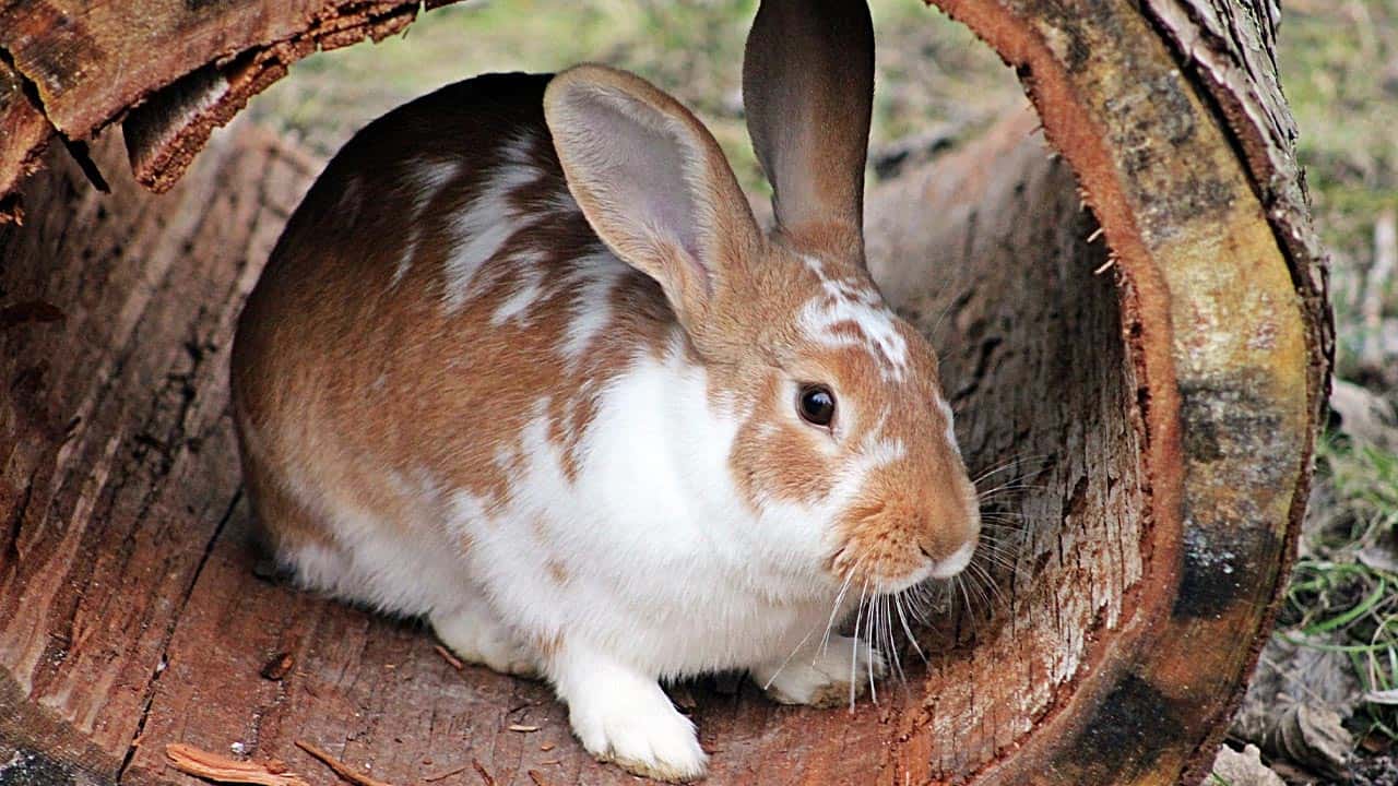 Kaninchenstall im Garten: darauf müssen Sie achten