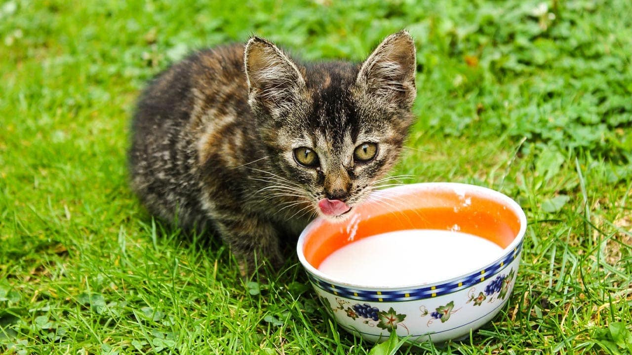 Können Katzen normale Milch trinken?