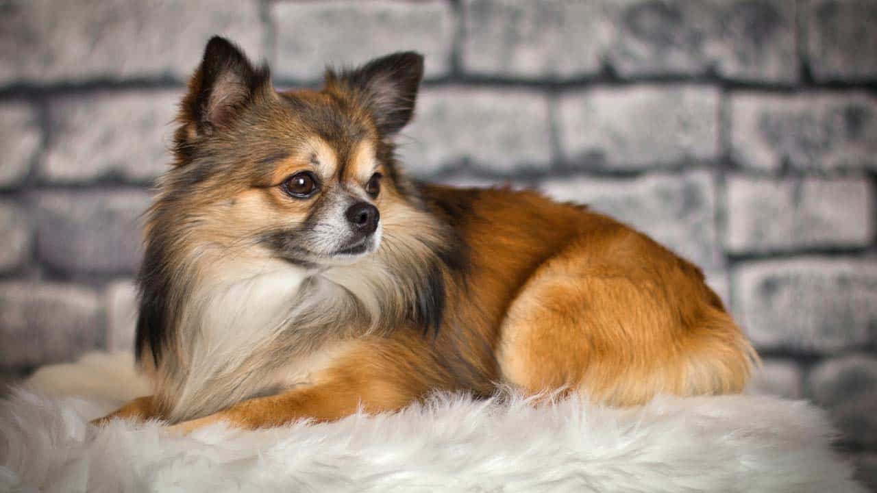 Langhaar Chihuahua liegt auf Decke