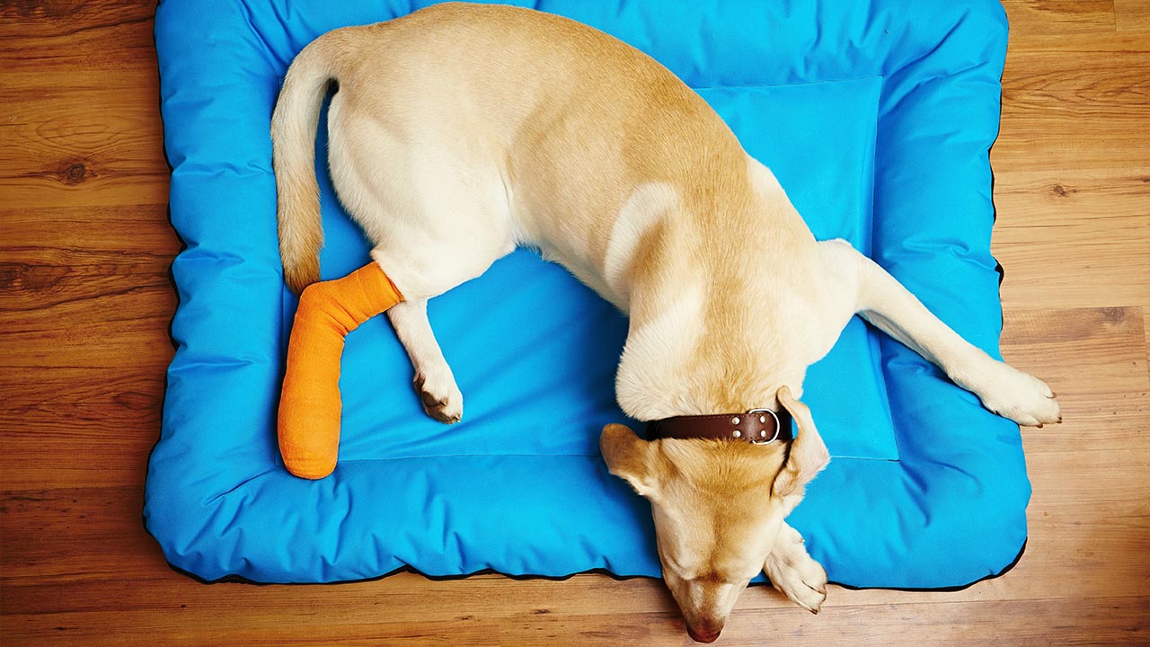 Osteochondrosis dissecans (OCD) bei Hunden