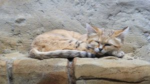 Katze liegt auf Steinmauer