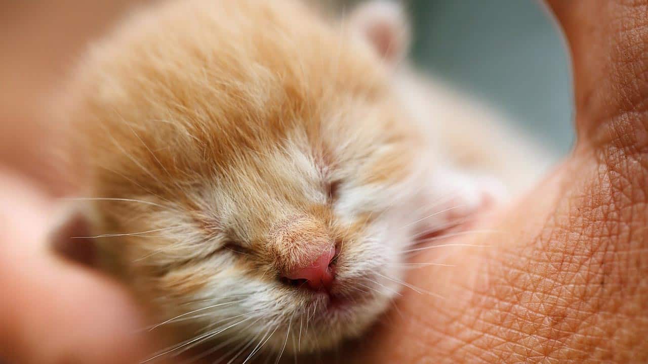 Katzenbaby mit geschlossenen Augen liegt in Hand