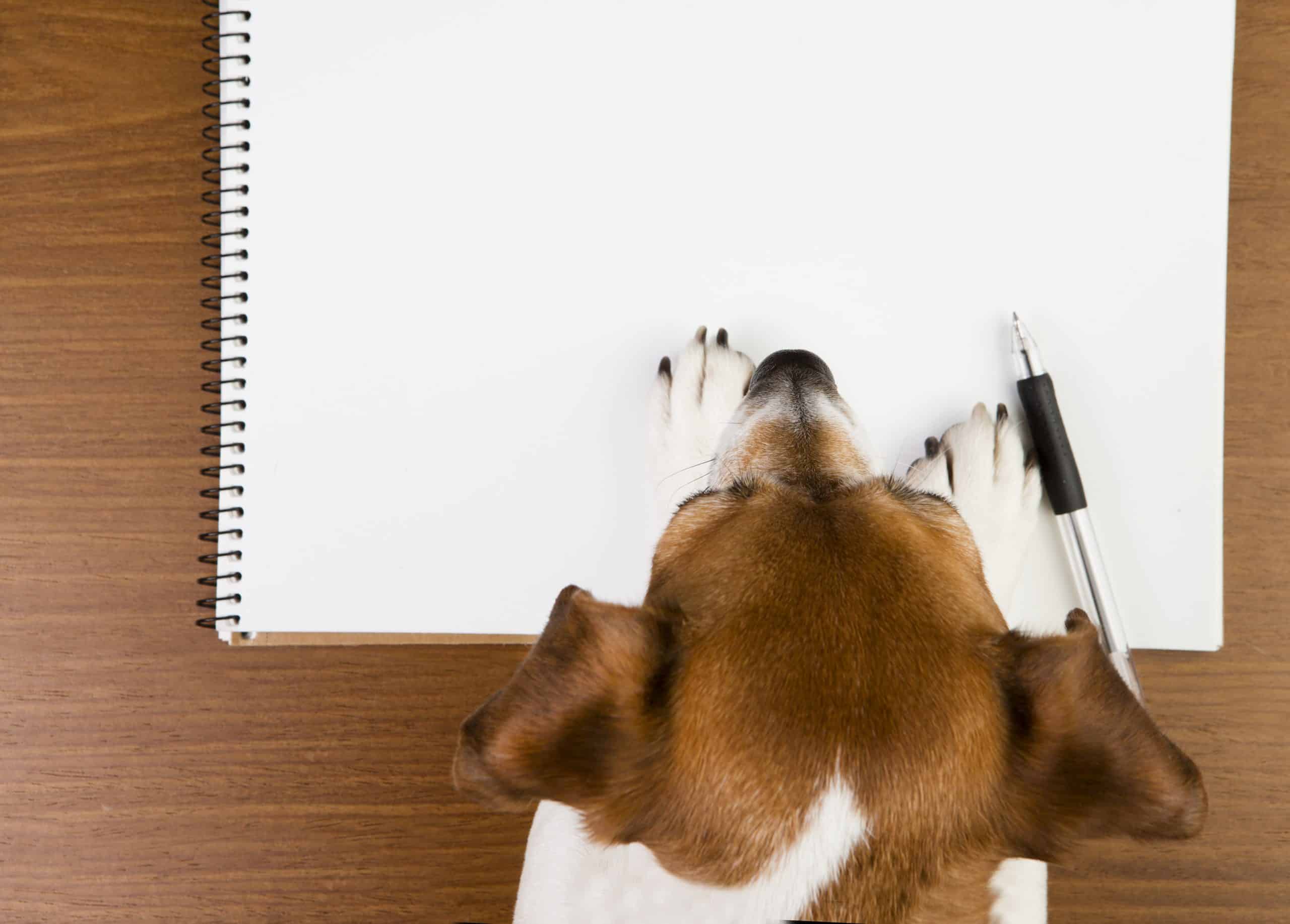 Hund mit Kugelschreiber und Papier