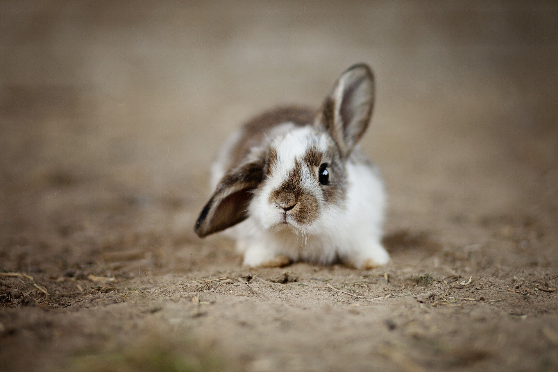 Neues Kaninchen im Haushalt: Wie gelingt die Eingewöhnung stressfrei?