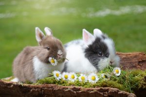 Zwei Kaninchen sitzen auf Gras mit Gänseblümchen